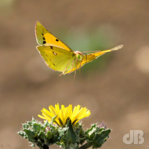 Clouded Yellow butterfly