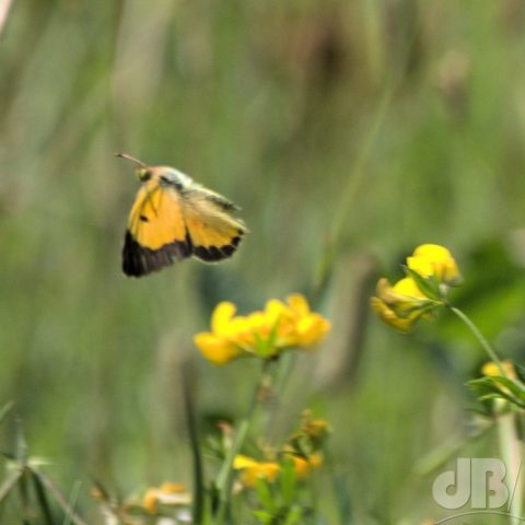 Clouded Yellow butterfly, Waresley Wood Nature Reserve - July 2020