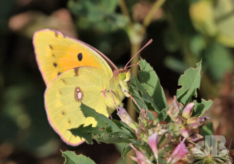 Clouded Yellow