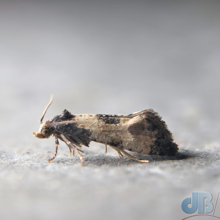 Cochylis dubitana