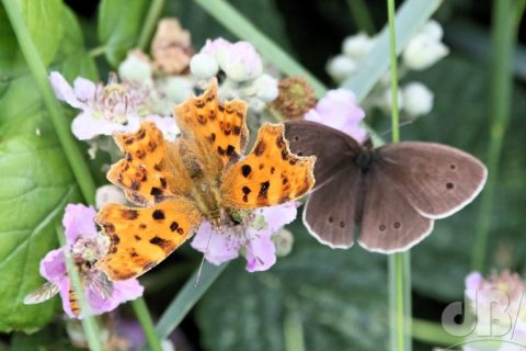 Comma (left), Ringlet (right)