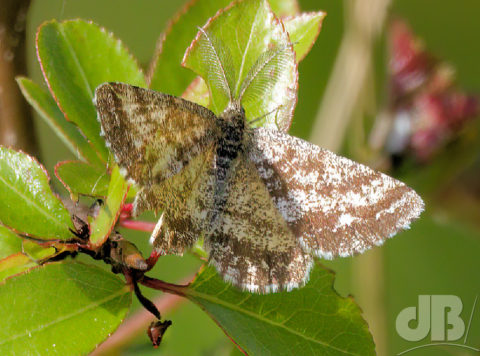 Common Heath