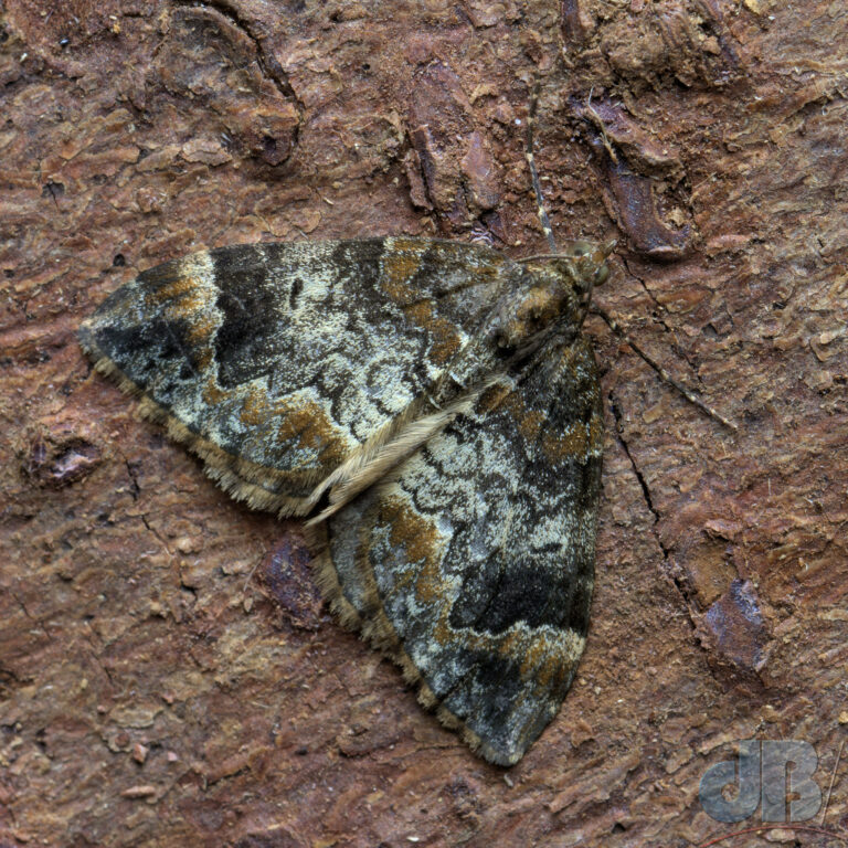 Common Marbled Carpet