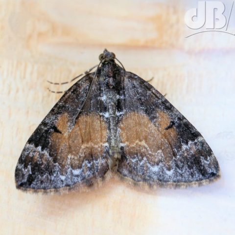 Common Marbled Carpet