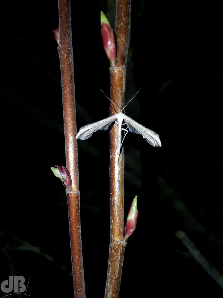 Common Plume moth