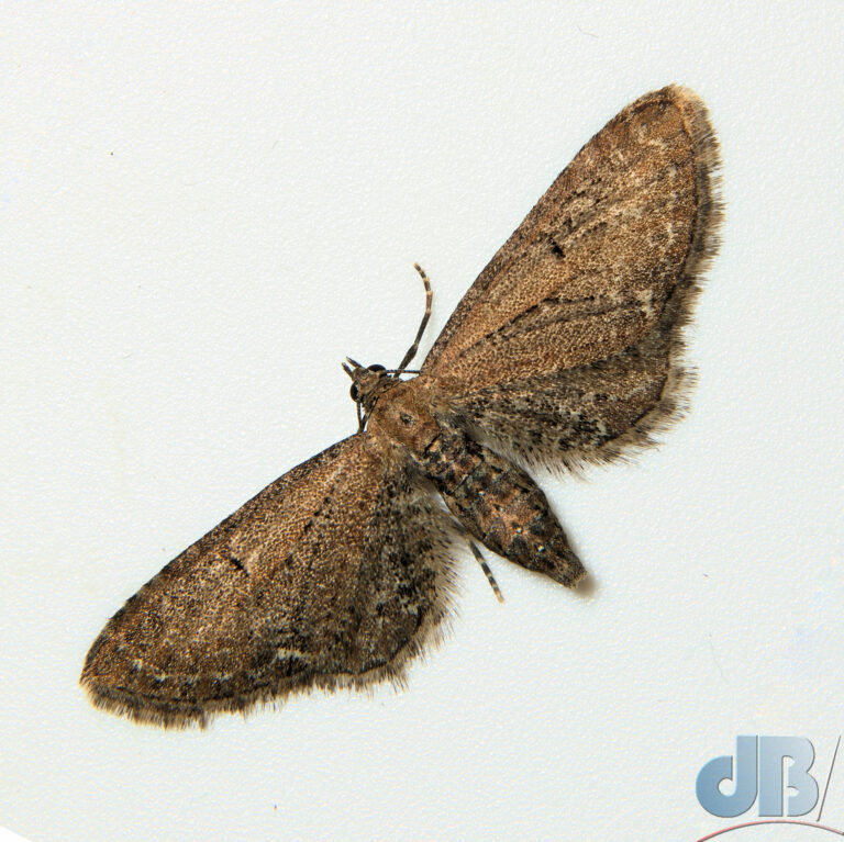 Common Pug moth