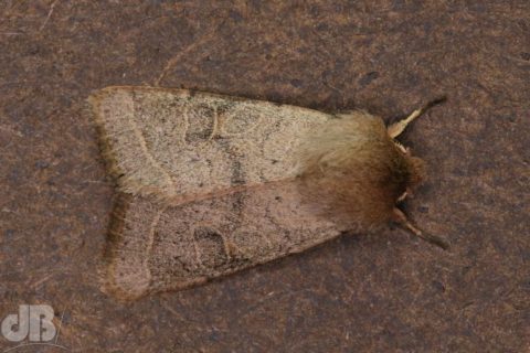 Common Quaker moth