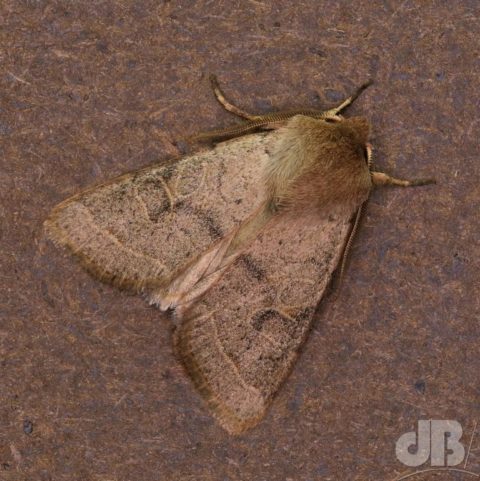 Common Quaker moth