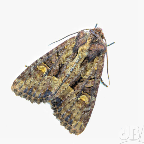 Common Rustic agg.