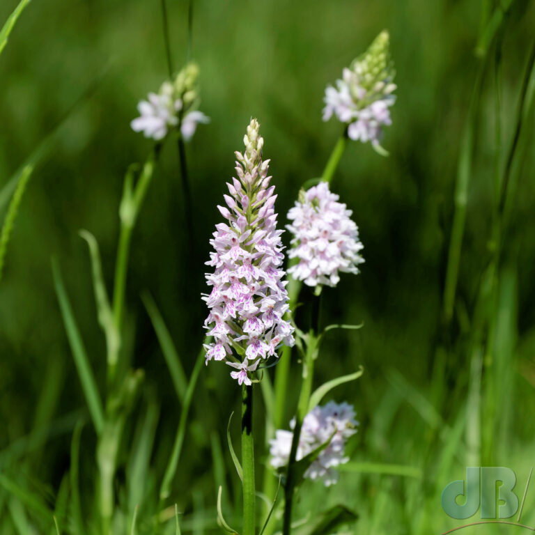 Common Spotted Orchid