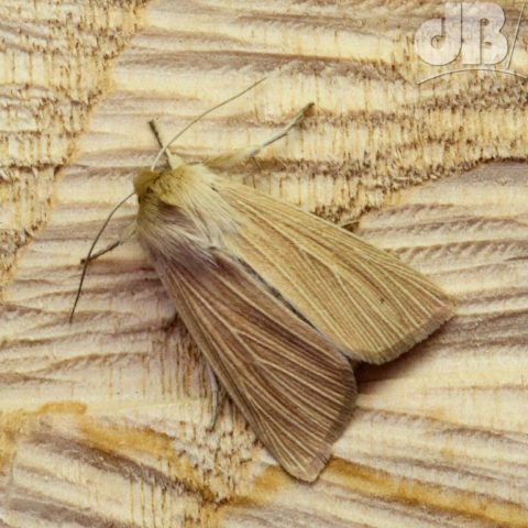 Common Wainscot (Mythimna pallens)