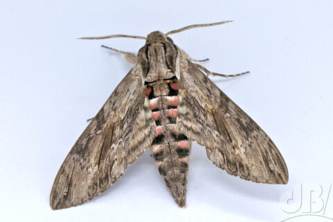 Convolvulus Hawk-moth, Agrius convolvuli