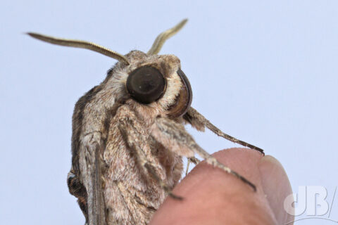 https://www.sciencebase.com/images/Convolvulus-Hawk-moth-04.jpg