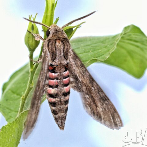 One of several Convolvulus Hawk-moths that nectared on my garden tobacco plants