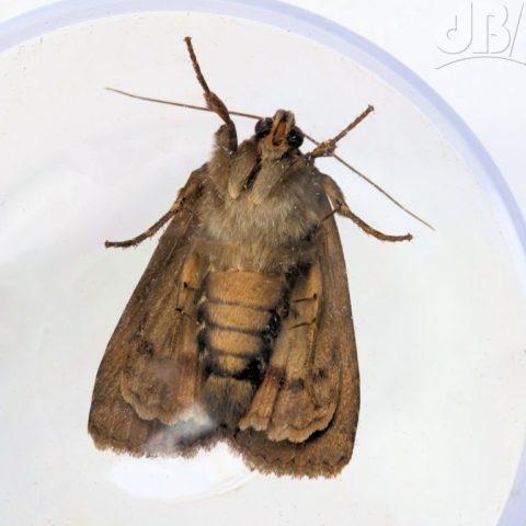 Copper Underwing, Amphipyra pyramidea