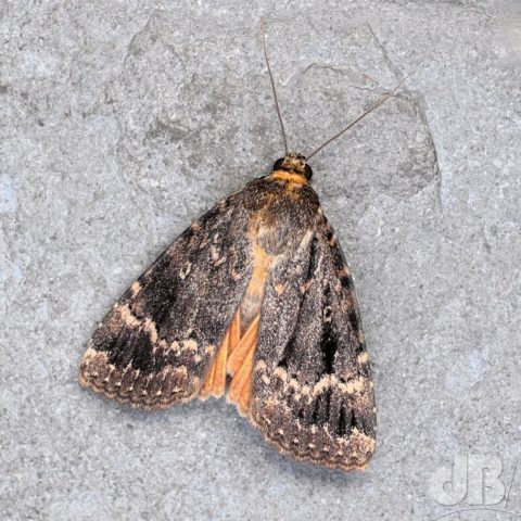 Copper Underwing - copper-coloured hindwings