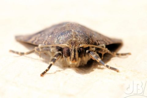 Copper Underwing, Amphipyra pyramidea