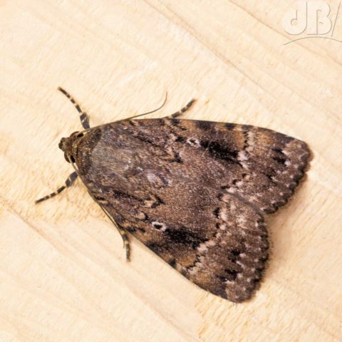 Copper Underwing, Amphipyra pyramidea