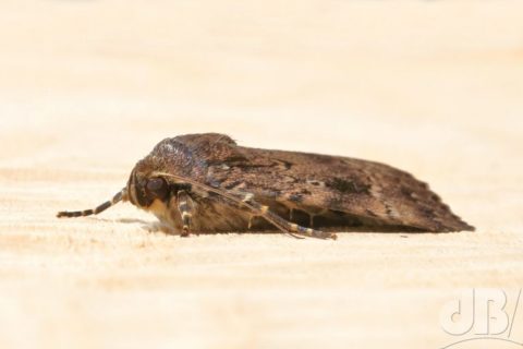 Copper Underwing, Amphipyra pyramidea