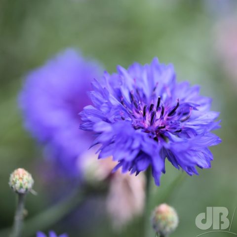 Blue Cornflower, Centaurea cyanus