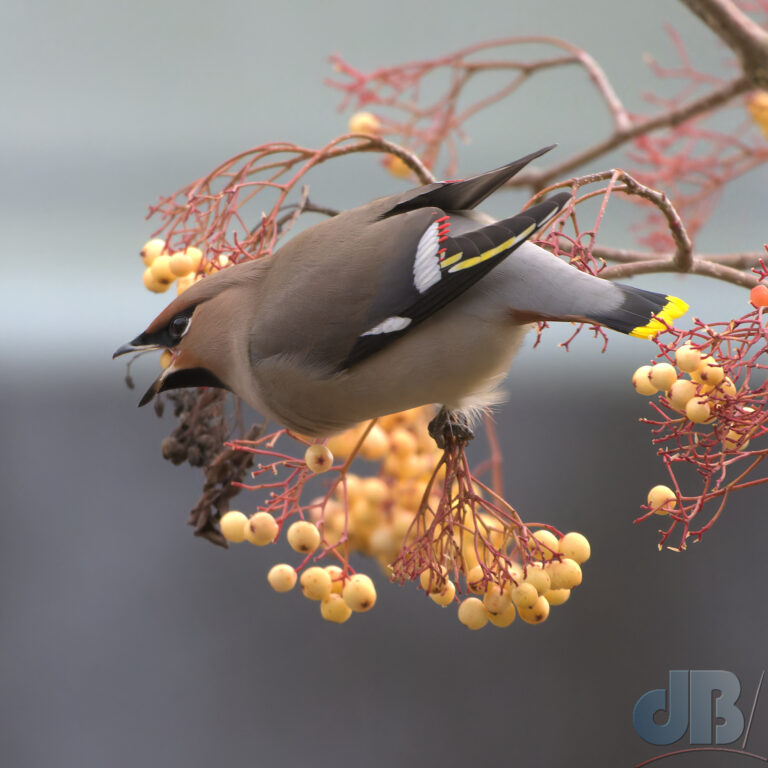 Waxwing feeding on Rowan berries