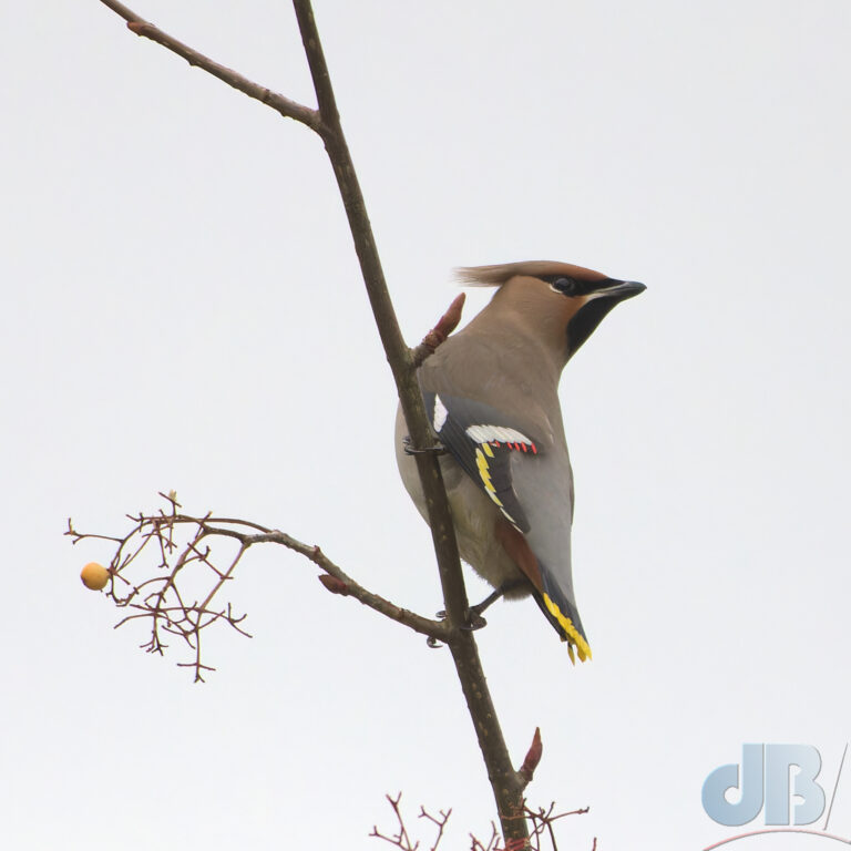 Waxwing feeding on Rowan berries