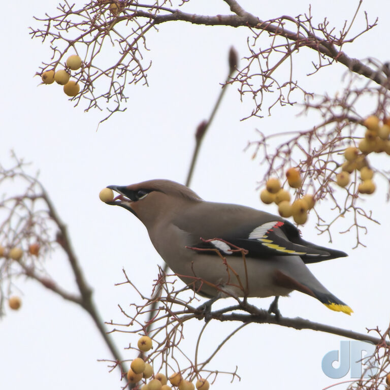 Waxwing feeding on Rowan berries