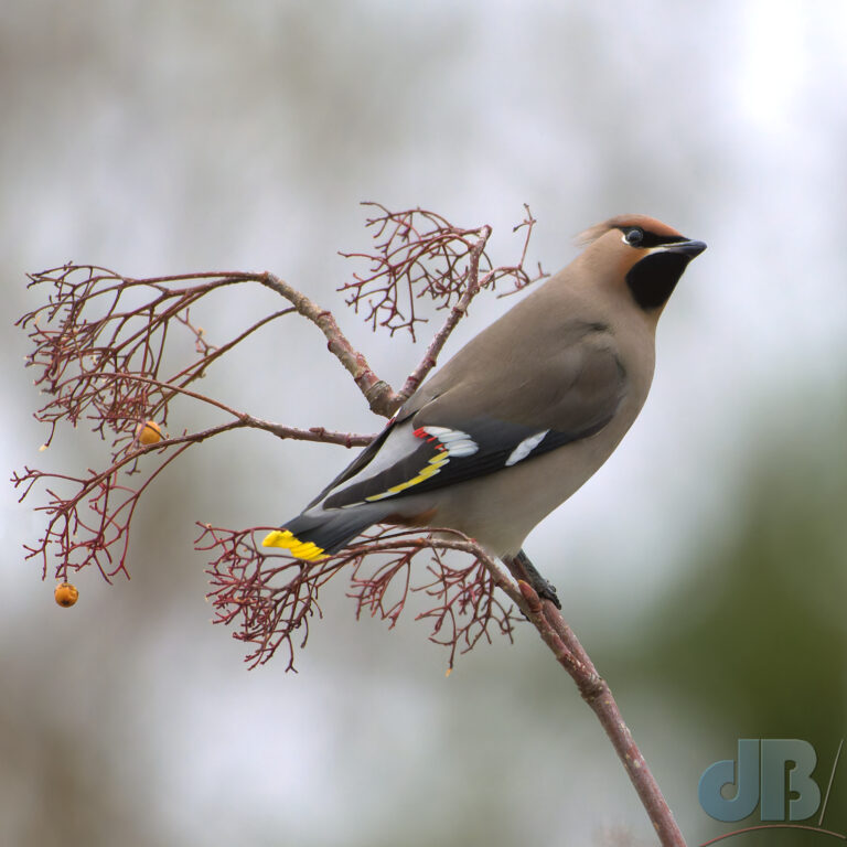 Waxwing feeding on Rowan berries