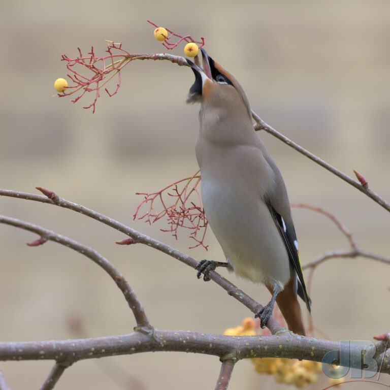 Waxwing feeding on Rowan berries