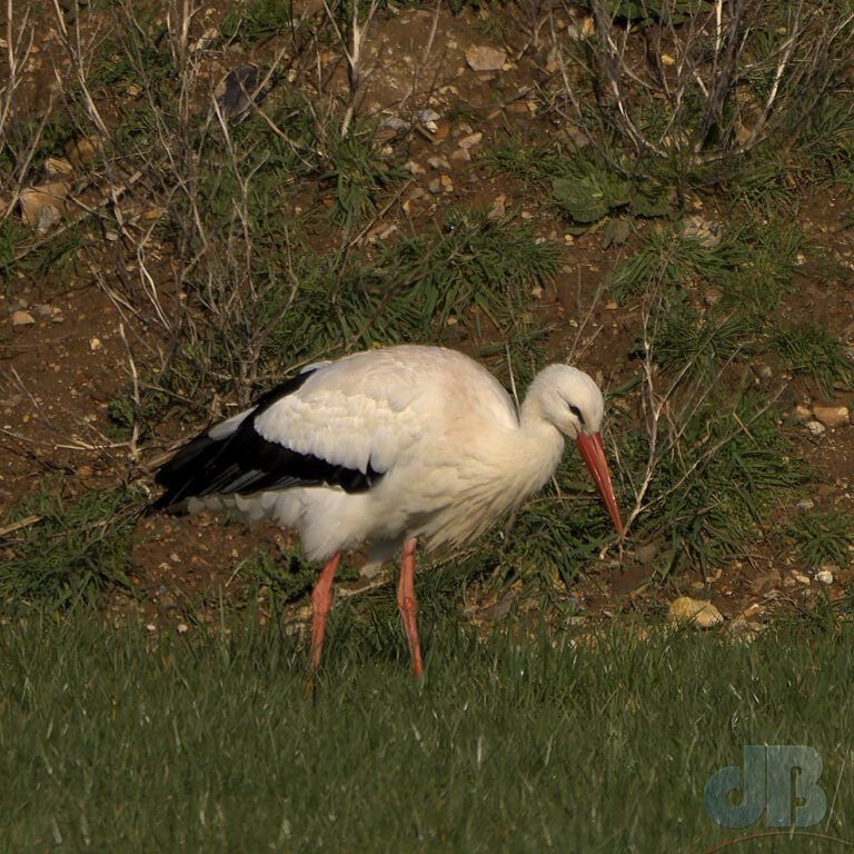 Zoomed and cropped photo of a White Stork from about 80 metres