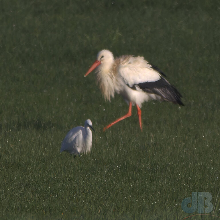 White Stork and Little Egret