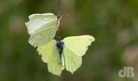 Brimstone butterflies courting on the wing