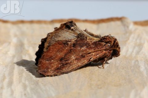 Coxcomb Prominent (Ptilodon capucina)