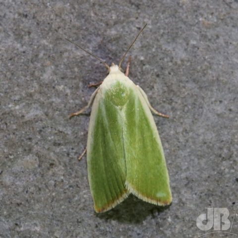 Cream-bordered Green Pea