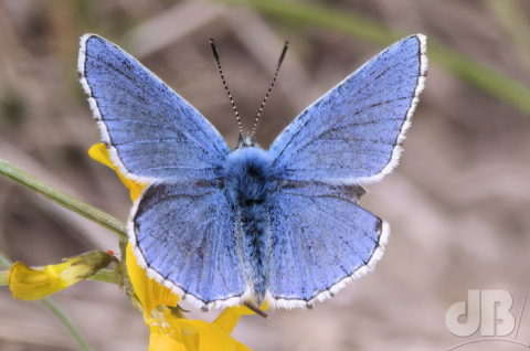 Adonis Blue