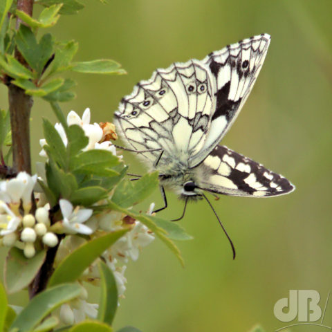 Marbled White butterfly