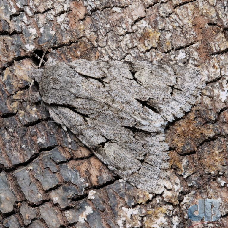 Grey/Dark Dagger moth