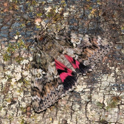 Dark Crimson Underwing, Catocala sponsa