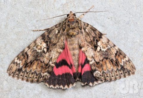 Dark Crimson Underwing, Catocala sponsa