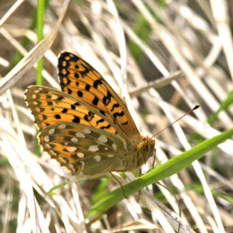 Dark Green Fritillary Speyeria aglaja (Linnaeus, 1758)