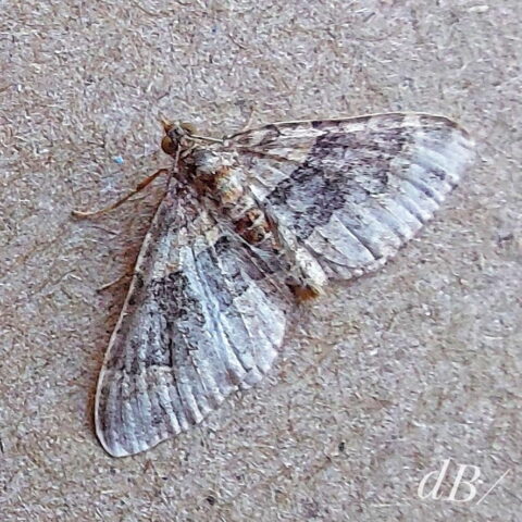 Dark-barred Twin-spot Carpet