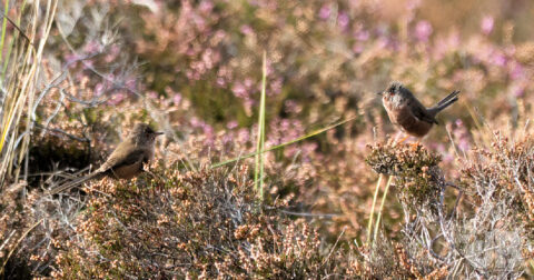 Dartford Warblers