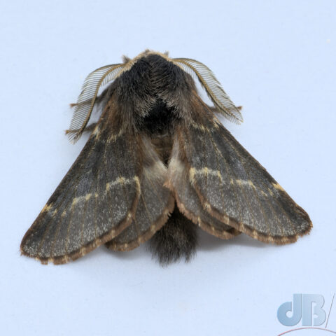 December Moth