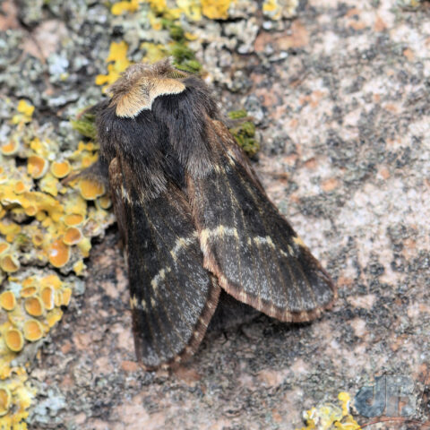 December Moth