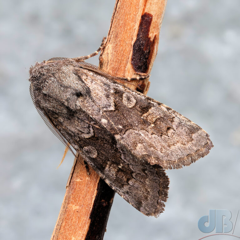 (Northern) Deep-brown Dart?