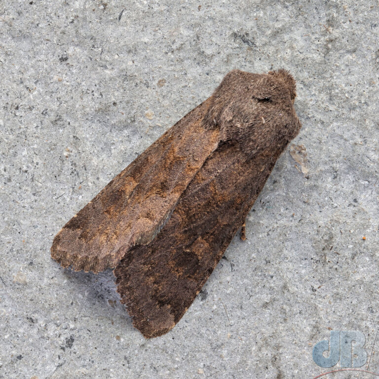 (Northern) Deep-brown Dart?