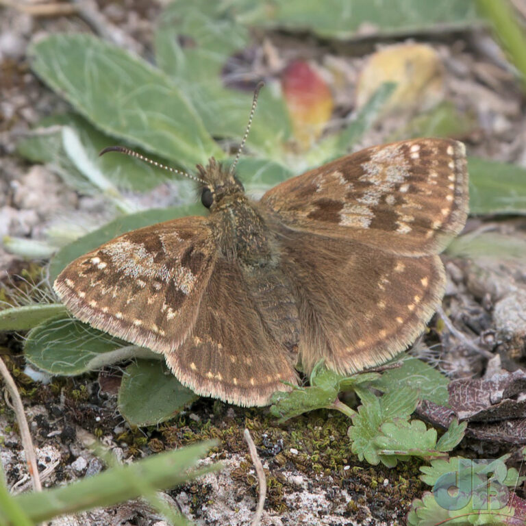 Different angle on Dingy Skipper, Erynnis tages