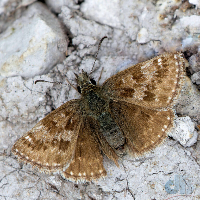 Dingy Skipper, Erynnis tages, butterfly on chalk footpath, Devil's Dyke, Cambridgeshire