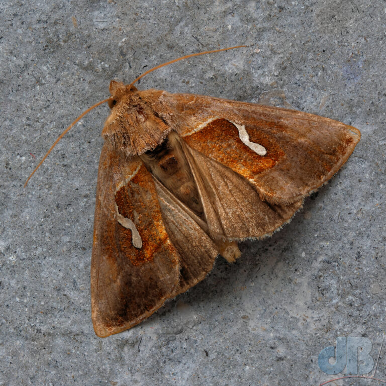 Dewick's Plusia moth