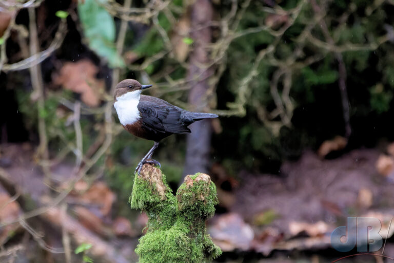 European Dipper, Cinclus cinclus, perched on a mossy stump